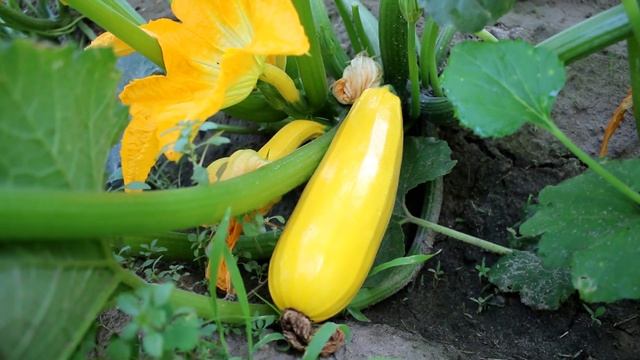 Golden Zucchini summer squash | A beautiful bright yellow squash смотреть онлайн