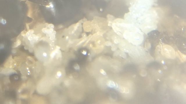 Pheidole Megacephala Super Colony UPDATE | Presented & Narrated by Ant Co смотреть онлайн