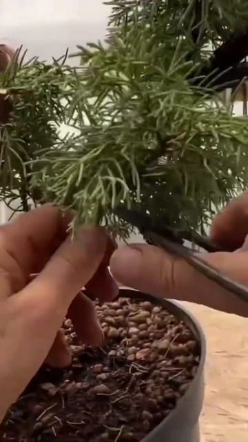 Обрезка можжевельника. Часть 6. #бонсай #bonsai #ниваки #сад #андрейдарусенков #можжевельник смотреть онлайн