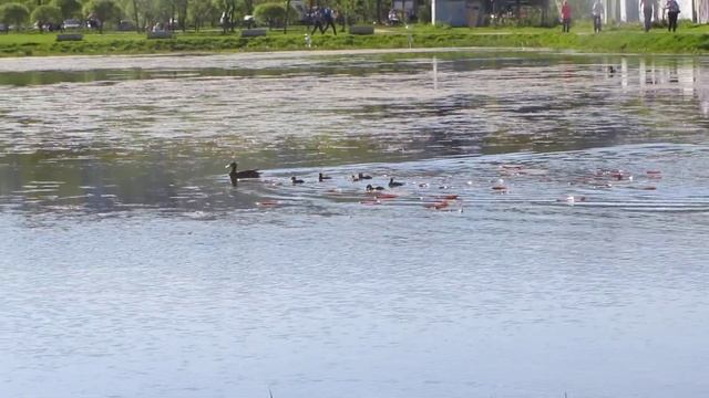 Утка с утятами. смотреть онлайн