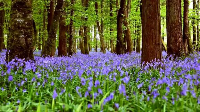 Лето, лето, лето