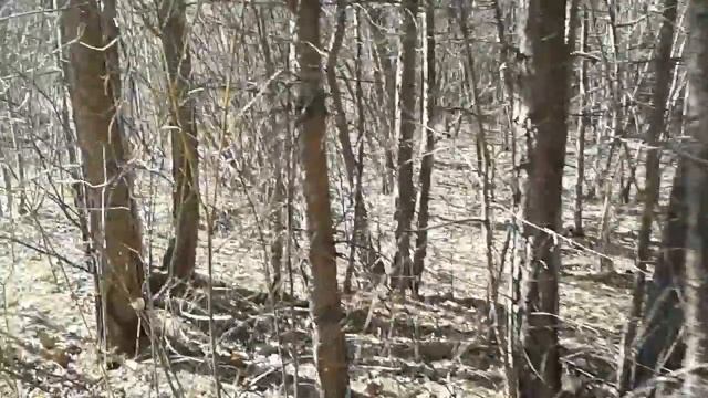 Голоса птиц смотреть онлайн