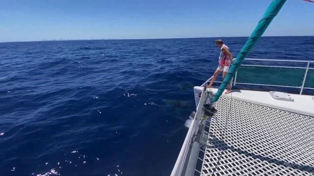 Homeward bound to Bimini - Getting ready for the dolphin season! смотреть онлайн