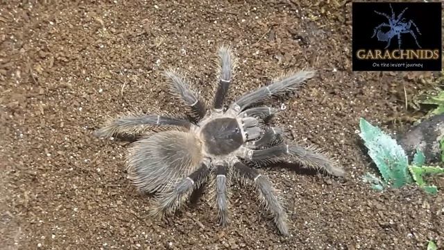 Mixed Bag! смотреть онлайн