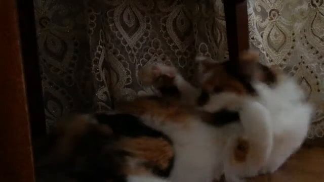 Ярость кота на ёё смотреть онлайн