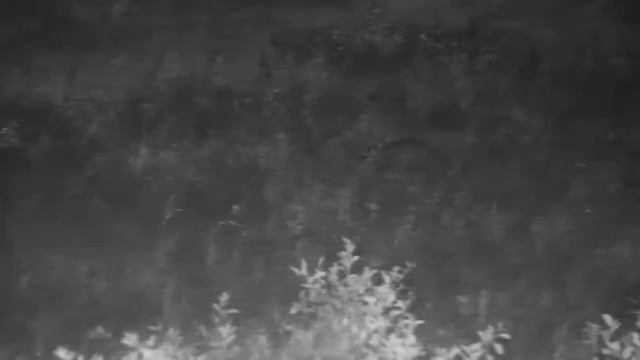 Djuma: White-tailed Mongoose - 19:22 - 12/13/20 смотреть онлайн