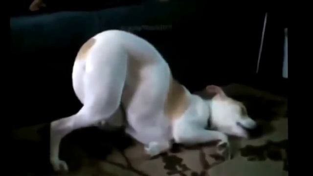 #Приколы. #Смешно до слез. #нарезки. юмористический канал Fanny animals club #1 смотреть онлайн