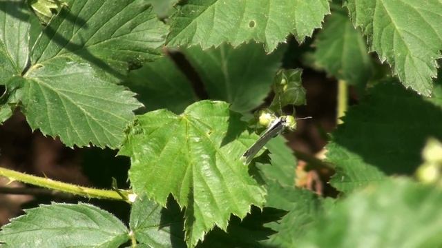 VLINDERS VAN HUIS TER HEIDE DEEL 1 смотреть онлайн