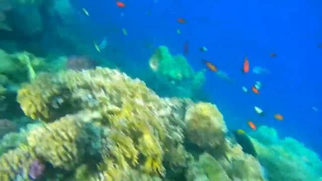 Египет Красное море Снорклинг Egypt Red Sea Snorkeling