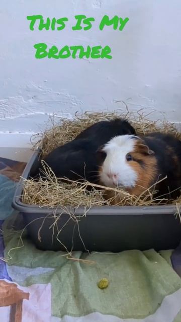 This Is My Brother #siblings #cavylove #shorts смотреть онлайн