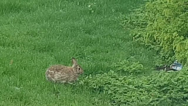 Зайчик отъедается смотреть онлайн