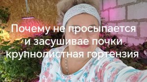Почему не просыпаются и засушивают почки крупнолистные гортензии.