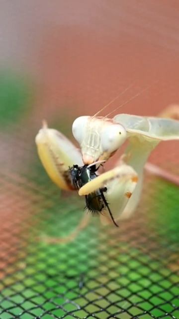 Asian mantis Hierodula majuscula eats fly -timelapse- #shorts смотреть онлайн