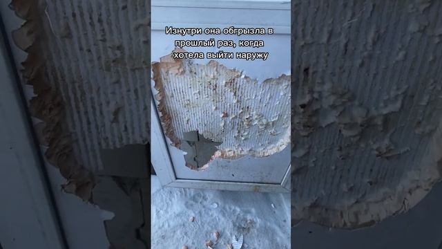 Крейзи всегда идет #напролом #собака #хаски #siberia #shorts #husky #юмор #собаки #питомцы смотреть онлайн