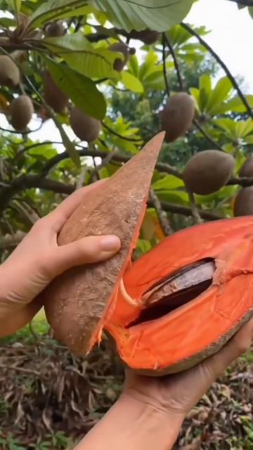 Mamay Sapota Cutting - Pouteria sapota, is a species of tree native to Mexico and Central America смотреть онлайн