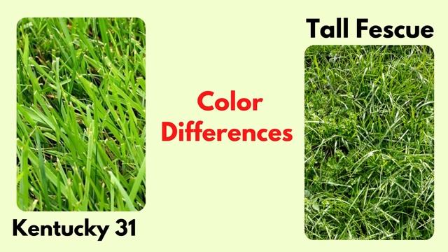 Kentucky 31 Vs Tall Fescue- Know Which One Is Best смотреть онлайн
