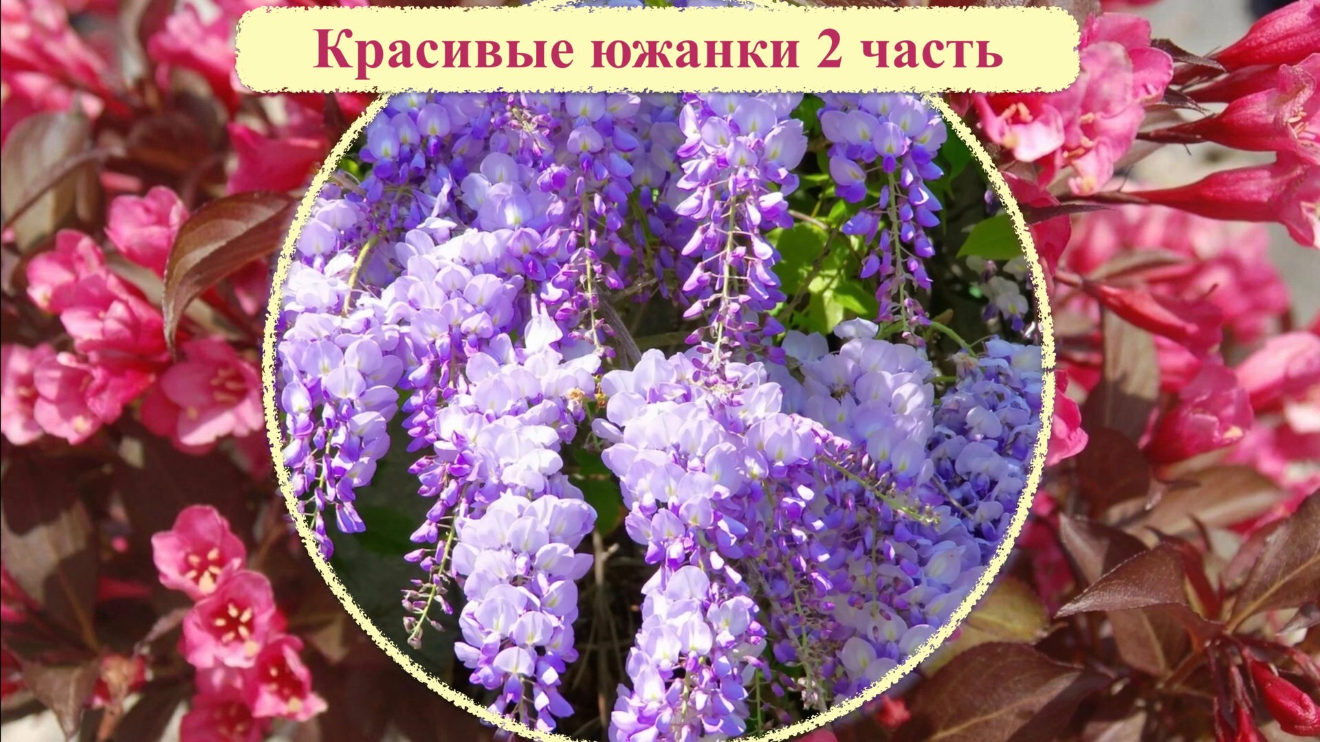 Красивые теплолюбивые кустарники способные зимовать с укрытием в средней полосе России смотреть онлайн