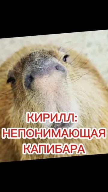 КАКАЯ ТЫ КАПИБАРА? #video #like #youtube #subscribe #shorts #shortvideo #short #youtubeshorts смотреть онлайн