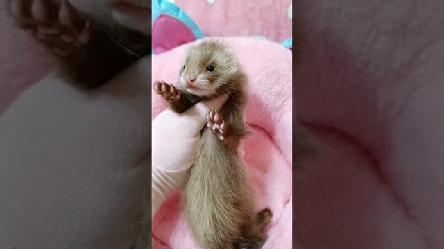 хорёк девочка ангорка #ferret смотреть онлайн
