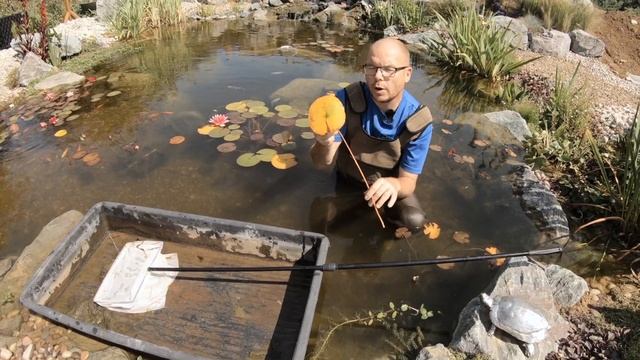How to maintain fishpond water lily pads, water lily care смотреть онлайн
