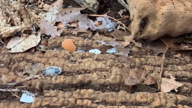 Morphpedia | Episode 5: The Dairy Cow Porcellio laevis смотреть онлайн