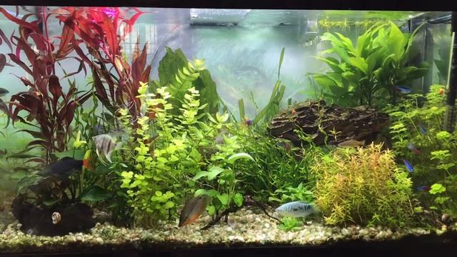 Escalares, Gurami azul, Gurami Perla, Colisas, etc. en Acuario Comunitario смотреть онлайн