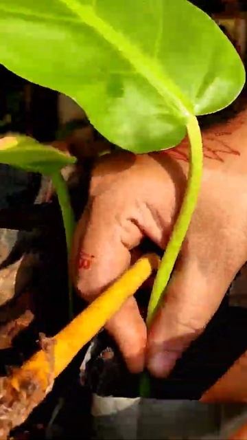 How to propagate Philodendron plant|Best way to propagate philo| How to propagate by cutting #short смотреть онлайн