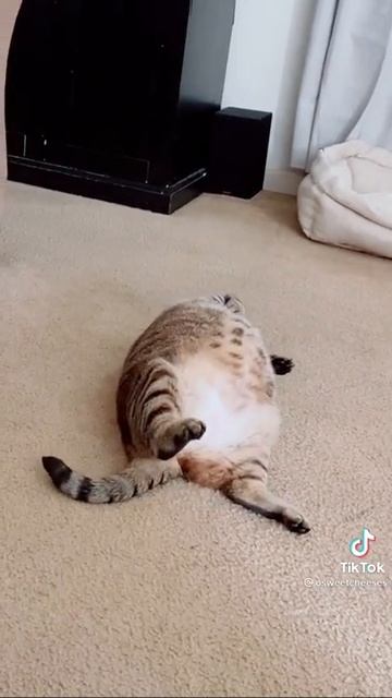 cat is very tired #shorts || Ecosenpai смотреть онлайн