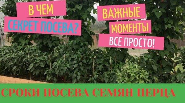 КОГДА СЕЯТЬ ПЕРЕЦ НА РАССАДУ / проверено ГОДАМИ / ОШИБКИ ПРИ ПОСЕВЕ
