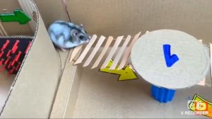 Как хамяк проходет испытания.