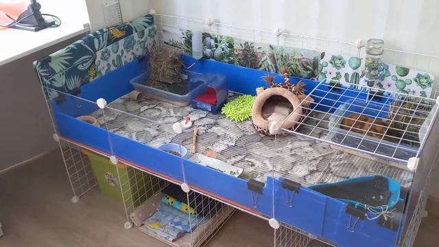 Наша морская свинка Мия готовится к марафону / Our guinea piggy Mia is getting ready for a race смотреть онлайн