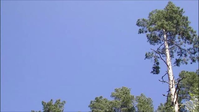 Иеромонах Роман. «Великоросс! Какая высота...» смотреть онлайн