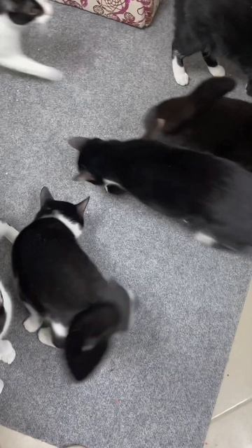 КУЧА ГОЛОДНЫХ КОТОВ. КОГДА ПРИВЕЗЛИ КОРМ #котики #cats #приютдлякошек #кошка #приют #спб #кот смотреть онлайн