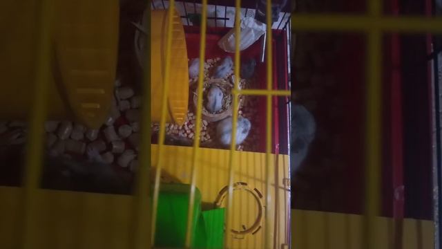 Хомячкам 2 недели. смотреть онлайн