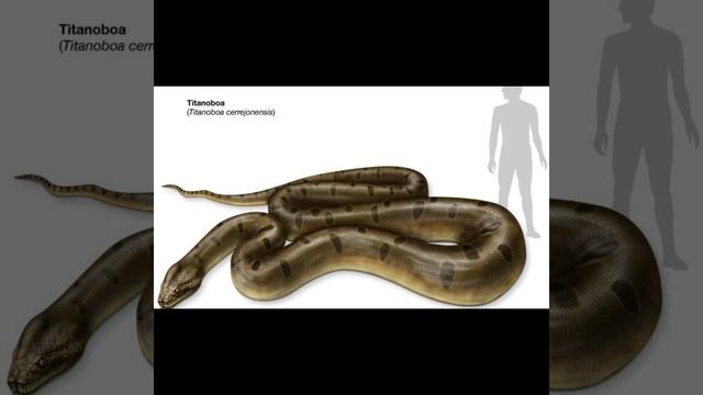 титанобоа смотреть онлайн