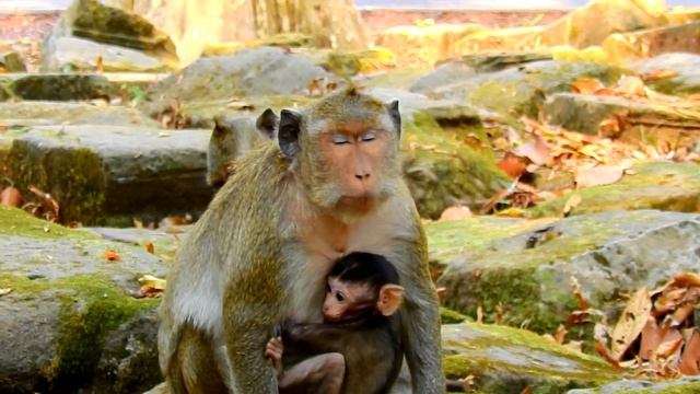 So pity- Maria much concern Mia hurt- Why is Dee Dee doing so serious like this to baby Mia? смотреть онлайн