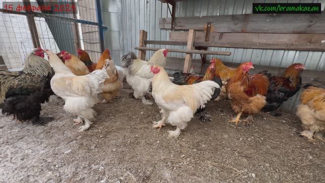 [2025.02.15] к нам прилетел гость на трапезу. петушки зимой. смотреть онлайн