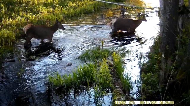 Олени в Налибокской пуще Deer in Naliboki forest смотреть онлайн