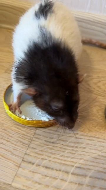 У Емельяна хороший аппетит. #animal #животные #крысы #rat смотреть онлайн