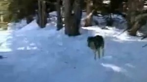 Фильм Охота на волков  !