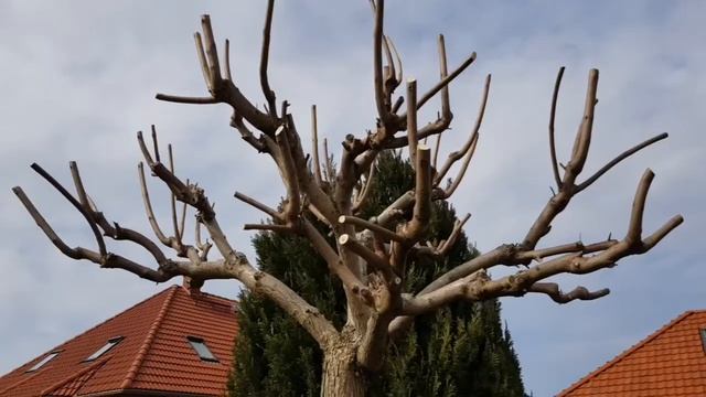 Katalpa Cięcie Drzewa Catalpa Tree Cutting Przycinanie Katalpy