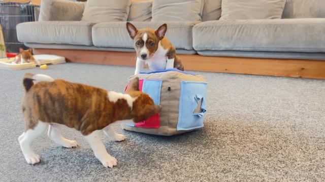 Афина*Зефир