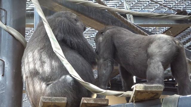 Still pampered little gorilla, getting food from Mom by mouth. Kintaro 5 years old｜Momotaro family смотреть онлайн