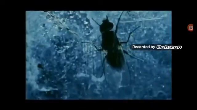 10 cosas que no sabías de las arañas смотреть онлайн