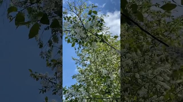 Черемуха белая смотреть онлайн