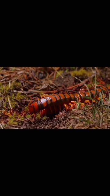 Kelabang Raksasa Scolopendra Subspinipes #shorts смотреть онлайн
