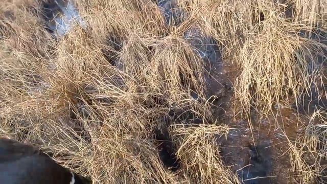 Охота на северную утку смотреть онлайн