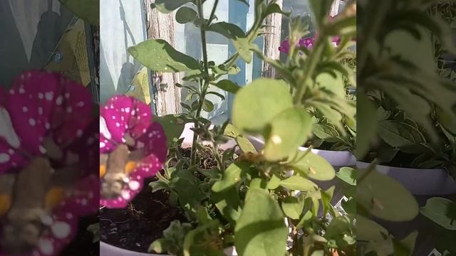 #shortsvideo #осень #северный колибри или бражник смотреть онлайн