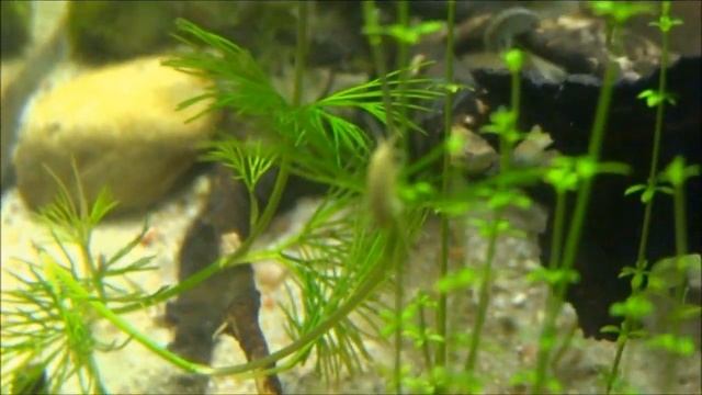 Gammarus pulex in aquarium смотреть онлайн