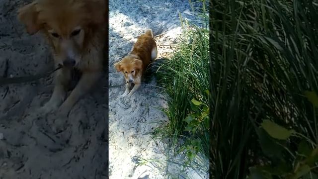 Злой зверь смотреть онлайн